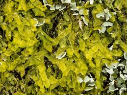 Attēlu rezultāti vaicājumam “Blepharostoma trichophyllum sporophyte”