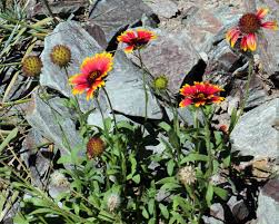 Image result for Gaillardia pulchella