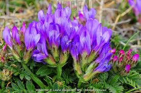 Attēlu rezultāti vaicājumam “Astragalus danicus leaf”