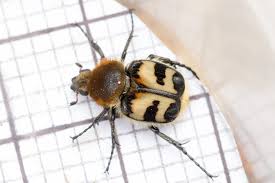 Attēlu rezultāti vaicājumam “Trichius fasciatus imago”