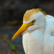 Attēlu rezultāti vaicājumam “Bubulcus ibis”