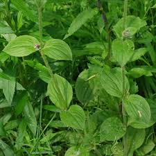 Attēlu rezultāti vaicājumam “Silene tatarica leaf”