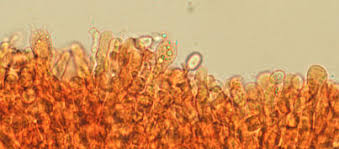 Attēlu rezultāti vaicājumam “Radulomyces confluens”