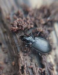 Attēlu rezultāti vaicājumam “Limodromus assimilis”