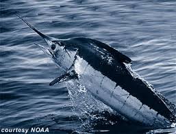 Image result for Thunnus atlanticus