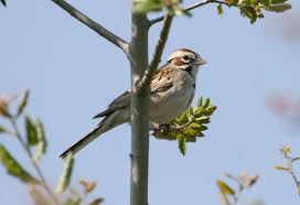 Image result for Chondestes grammacus