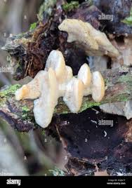 Attēlu rezultāti vaicājumam “Antrodiella semisupina”