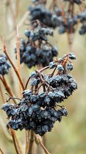 Attēlu rezultāti vaicājumam “Daphne mezereum fruit”