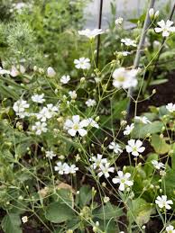Image result for Gypsophila elegans