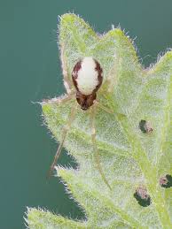 Attēlu rezultāti vaicājumam “Neottiura bimaculata”