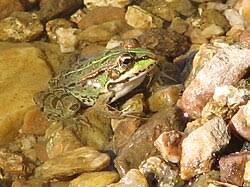Attēlu rezultāti vaicājumam “Pelophylax”