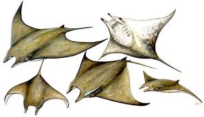Image result for Mobula tarapacana