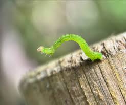 Attēlu rezultāti vaicājumam “Selenia dentaria larva”