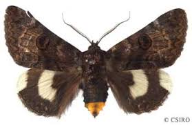 Attēlu rezultāti vaicājumam “Noctuidae”