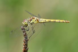 Attēlu rezultāti vaicājumam “Sympetrum vulgatum female”