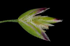 Attēlu rezultāti vaicājumam “Poa pratensis fruit”