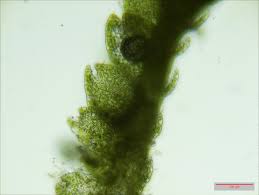 Attēlu rezultāti vaicājumam “Cladopodiella francisci”