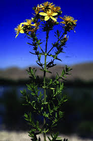 Image result for Hypericum perforatum