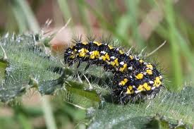 Attēlu rezultāti vaicājumam “Callimorpha dominula imago”