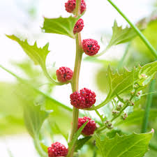 Attēlu rezultāti vaicājumam “Chenopodium foliosum fruit”
