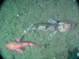 Image result for Ophiodon elongatus