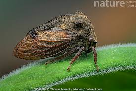 Attēlu rezultāti vaicājumam “Centrotus cornutus”