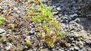 Attēlu rezultāti vaicājumam “Saxifraga tridactylites fruit”
