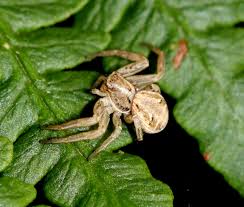 Attēlu rezultāti vaicājumam “Xysticus cristatus”