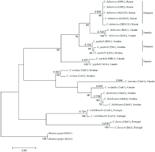 Attēlu rezultāti vaicājumam “Colymbetes paykulli”