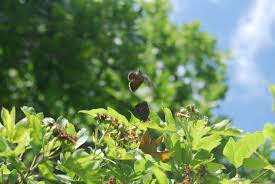 Attēlu rezultāti vaicājumam “Satyrium ilicis underside”