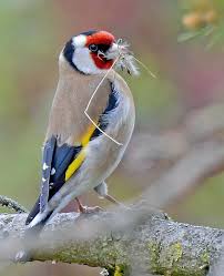 Attēlu rezultāti vaicājumam “Carduelis carduelis adult”