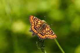 Attēlu rezultāti vaicājumam “Euphydryas maturna upperside”