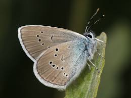 Attēlu rezultāti vaicājumam “Cyaniris semiargus male”