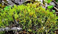 Attēlu rezultāti vaicājumam “Bryum pseudotriquetrum”