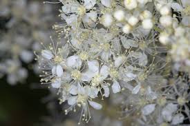 Image result for Filipendula ulmaria