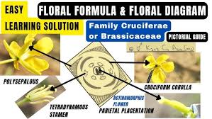 Attēlu rezultāti vaicājumam “Cruciferae”