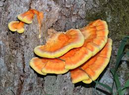 Attēlu rezultāti vaicājumam “Laetiporus sulphureus”