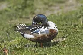 Attēlu rezultāti vaicājumam “Anas clypeata male”
