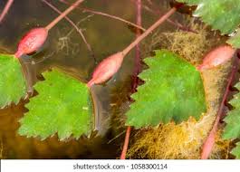 Attēlu rezultāti vaicājumam “Trapa natans leaf”