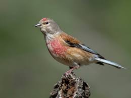 Attēlu rezultāti vaicājumam “Carduelis cannabina adult”