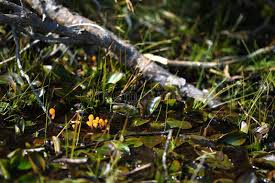 Attēlu rezultāti vaicājumam “Mitrula paludosa”