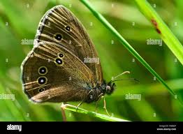 Attēlu rezultāti vaicājumam “Aphantopus hyperantus underside”