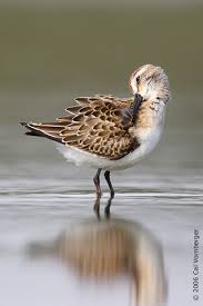 Image result for Calidris pusilla