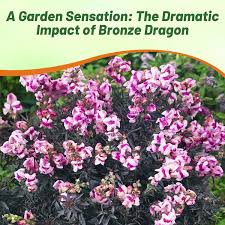 Image result for Antirrhinum majus maximum