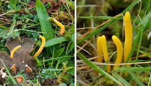 Attēlu rezultāti vaicājumam “Clavulinopsis helvola”