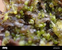 Attēlu rezultāti vaicājumam “Jungermanniopsida”