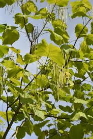 Attēlu rezultāti vaicājumam “Catalpa ovata leaf”