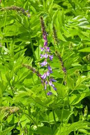 Attēlu rezultāti vaicājumam “Galega orientalis leaf”