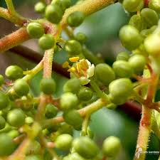 Attēlu rezultāti vaicājumam “Trifolium spadiceum fruit”