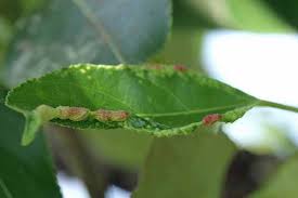 Attēlu rezultāti vaicājumam “Thecabius affinis”